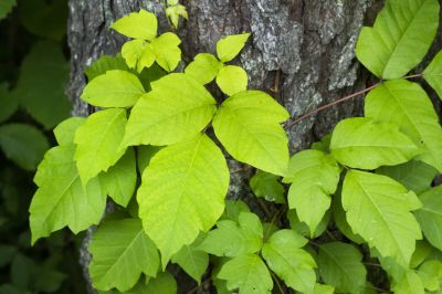 poison ivy removal service
