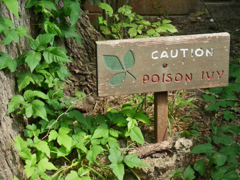 poison ivy removal service